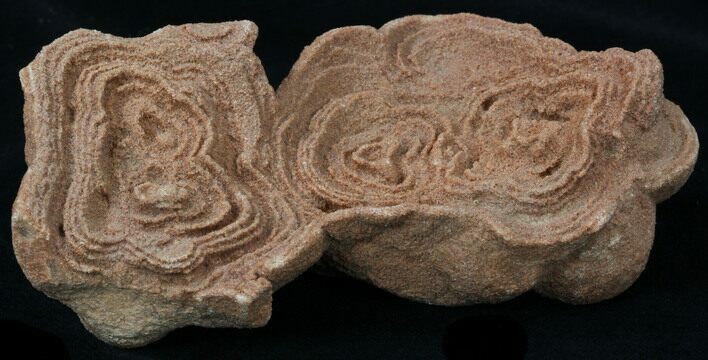 Flower-Like Sandstone Concretion - Pseudo Stromatolite #34195